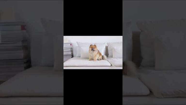 Amusing Dog Videos 2022 #shorts #viralshorts