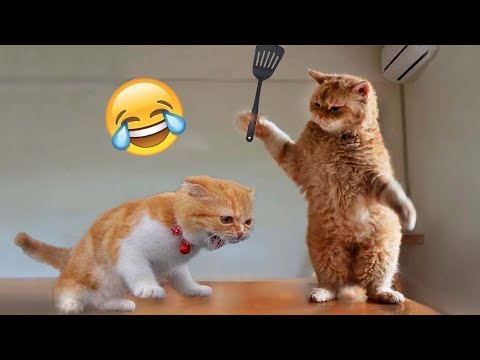 Amusing animals – amusing cats/ dog – amusing animal videos finest videos of january 2023 #funny #animals
