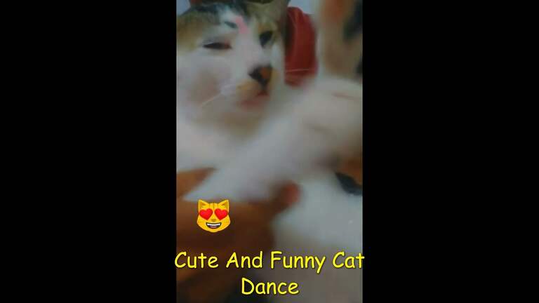 Amusing animal; #funny and #Cute Cat Funniest #Moments #Video