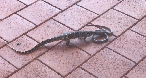 Goanna Takes Down Deadly Snake Outside Australian Home
