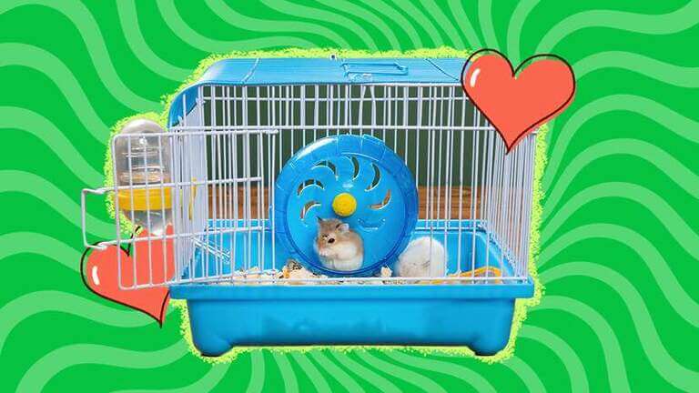 Hamster Cages: The 7 Finest Environments For Your Hamster – DodoWell