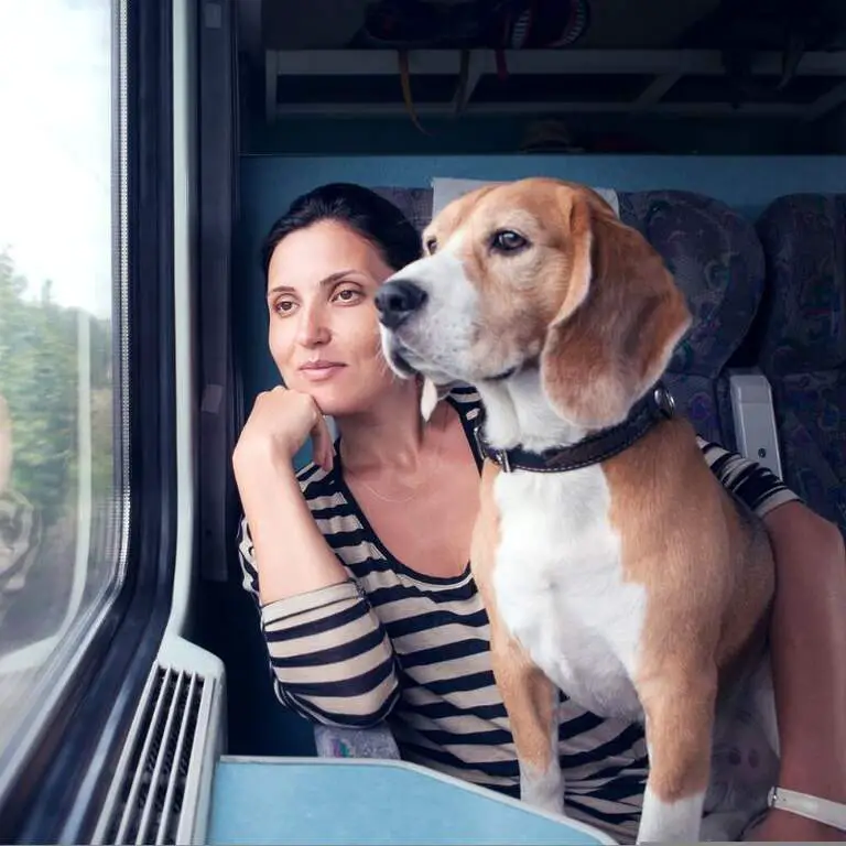 How to take a trip with your animals in trains in India – total procedure