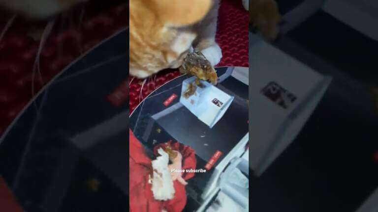Hungry cat  #shortsfeed #shorts #funnycats #hungrycats #best #beststatus #cutecats #laugh #catlovers