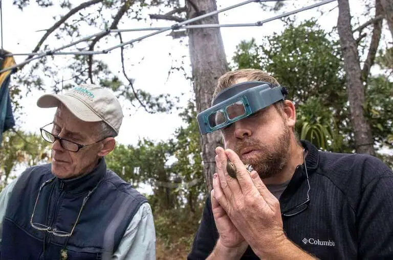Kiawah Island biologist bands countless birds each season to track migration patterns | SC Environment and Environment News