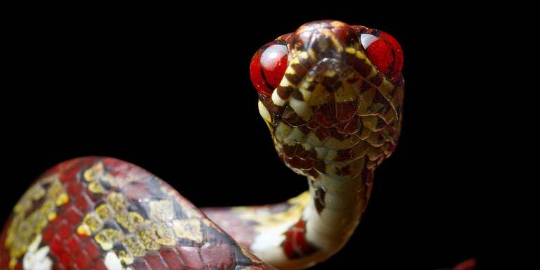 Leonardo DiCaprio Names New Snake Species Discovered in Central America