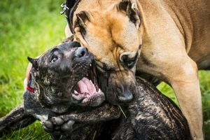 Lt. Gov. desires dog battling covered under RICO statutes to help suppress gang activity