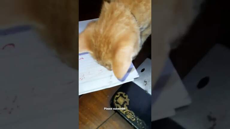 Missing out on victim #shorts #shortsfeed #playing #funnycats #tiktokfunny #catsoftiktok #catvideos #meow