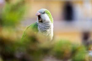 Monk parakeets have special ‘voices’ that might recognize good friends and enemies