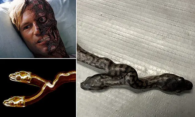 Mutant two-headed SNAKE born in Australia is called after Batman’s bane 