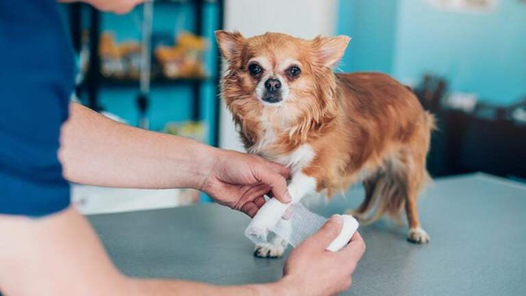 Pet Insurance That Covers Pre-Existing Conditions – Forbes Advisor Canada