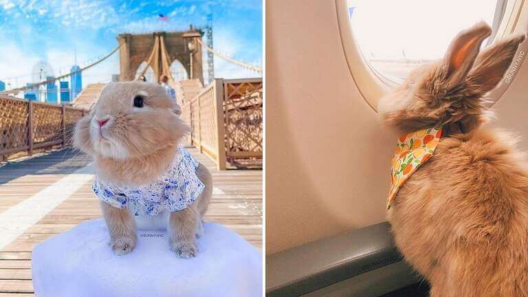 Animal travel: Tips for taking a trip with your bunny from a cotton-tailed TikTok star