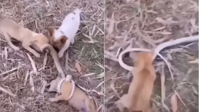Puppies combat big snake to help brother or sister leave its grip: Enjoy