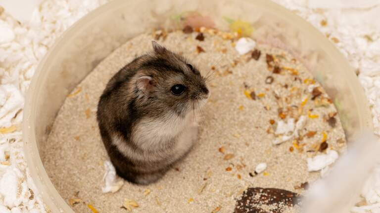 Sand bath for hamsters: What they are and how to set one up