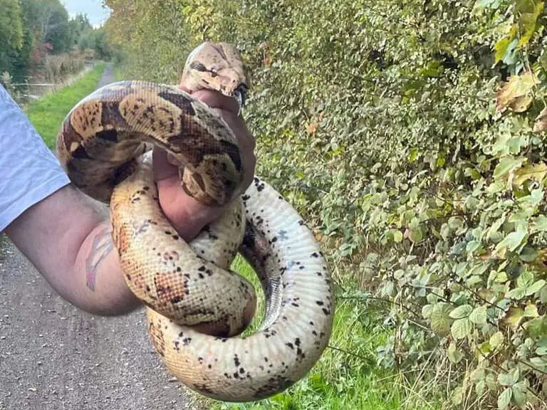 Shock for couple as five-foot snake discovered on rural canal path close to Cannock
