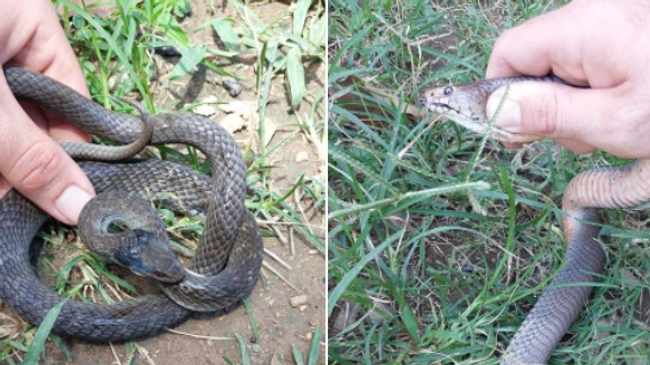 Snake catcher called out for black mamba however discovers Mozambique spitting cobra and declare snake in an utility room in Queensburgh