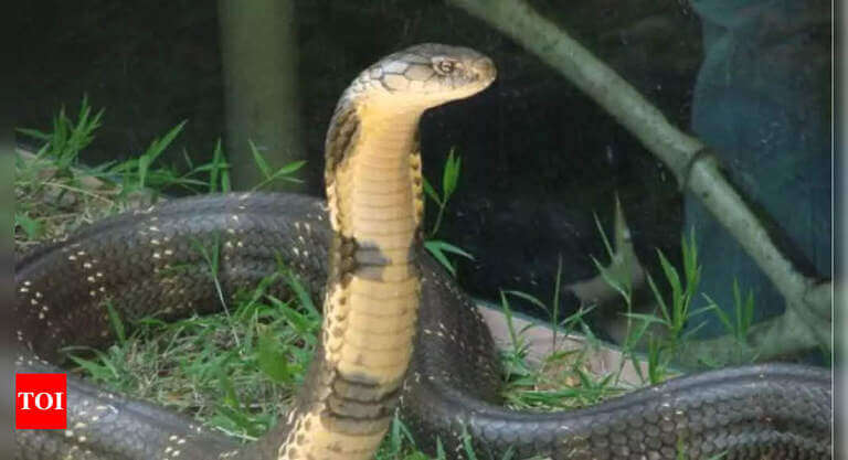 Snake charmer held for ownership of cobra after PETA grievance in Raipur | Raipur News