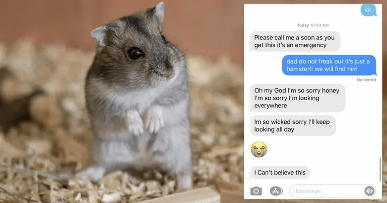 The charming tale of this father and a missing out on hamster has actually simply gone viral once again and it’s a correct reward