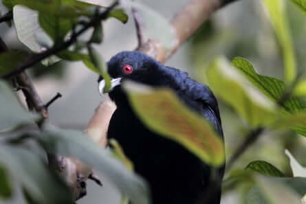 Uncommon sightings of ‘devil bird’ throughout Melbourne raise migration secrets for scientists | Birds