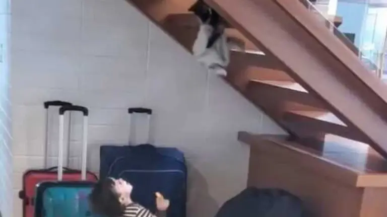 Kid plays catch with cat set down on stairs. Cute video is a must view
