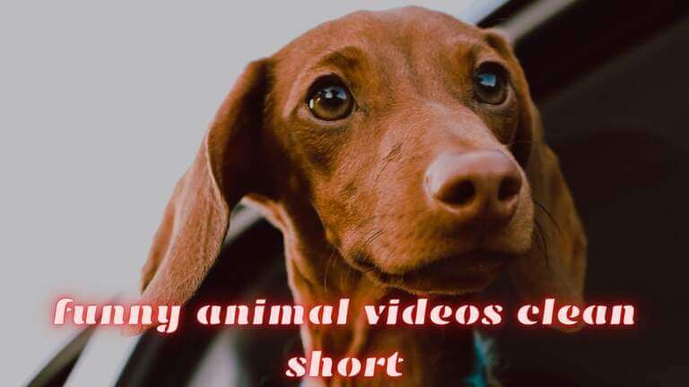amusing animal videos tidy brief