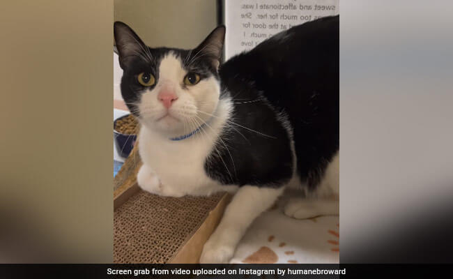 United States Cat Discarded By Owners For Being “Too Caring” Discovers New Home