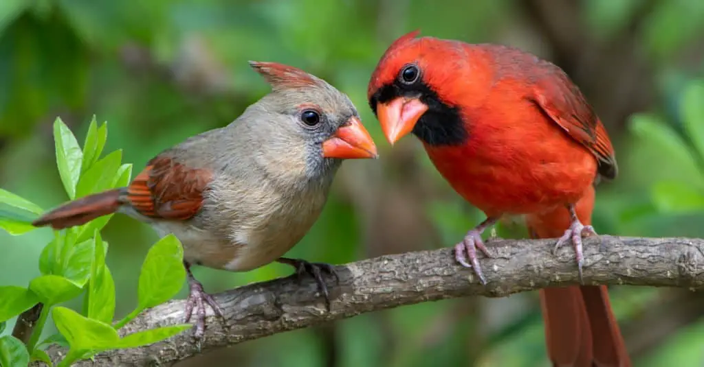 Male And Female Northern Cardinals