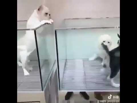 Funny Dog Puppies 😂 These Funny 🐱 Dog Videos #shortsvideo #viral #shorts