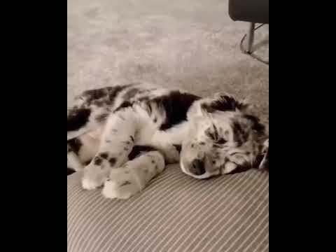 Funny Dog Puppies 😂 These Funny 🐱 Dog Videos #shortsvideo #viral #shorts