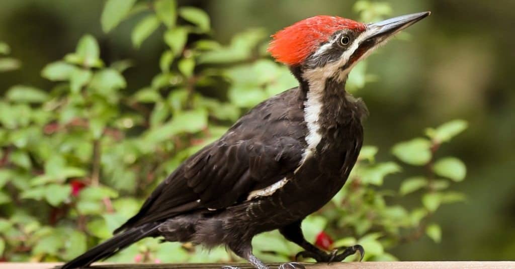 Close Up Of Male Pileated Woodpecker