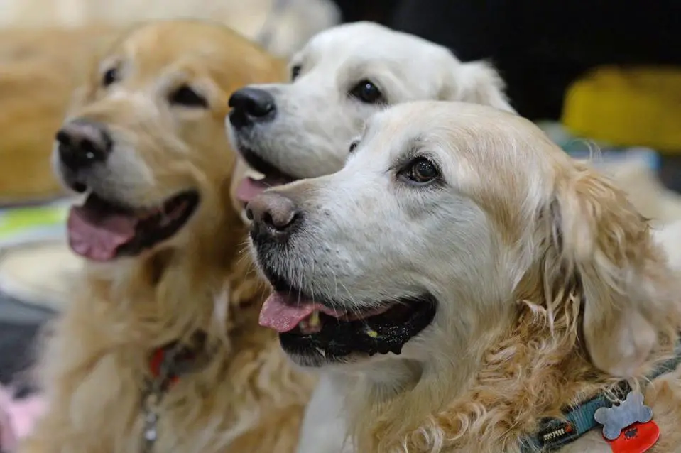 The Golden Retriever Has Ended Up Being The Most Popular Dog (Victoria Jones/Pa) (Pa Archive)