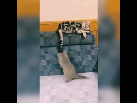 ❤ Funny Cats Videos ❤  Try not to laugh #shorts #cat #cats