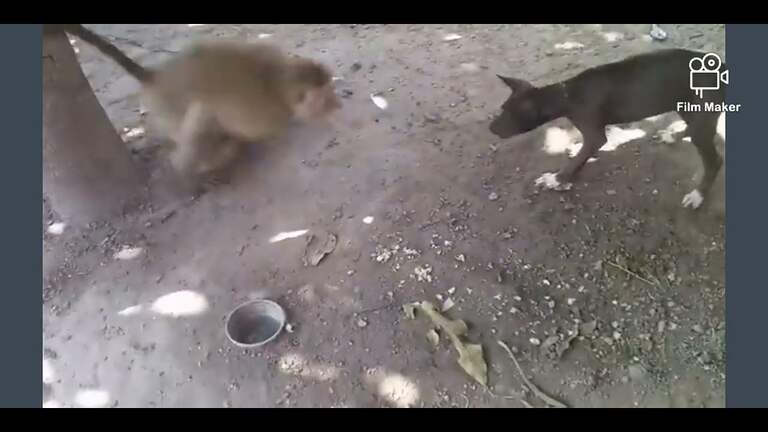 Monkey VS Dogs, (monkey dog amusing,  @video (30k)
