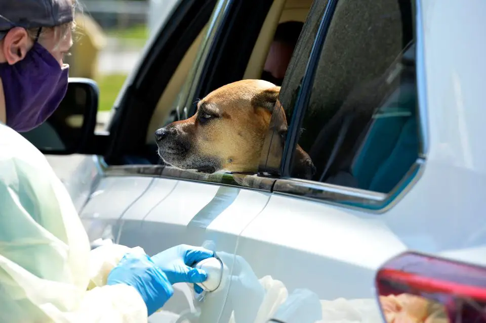 Fiona Richert Prepares To Removes A Dog, Bruno, From A Car During A Drive-Through Veterinarian Clinic In Salem, New Hampshire On May 27, 2020. (Photo By Joseph Prezioso/Afp) 