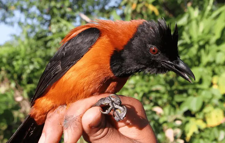 These birds bring toxin in their plumes