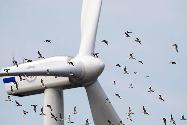 What’s black and white and spins? Wind turbines that don’t eliminate birds