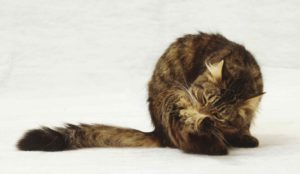 Tabby Cat Grooming Itself Twisting Body To Lick Fur On Inner Side Of Back Leg White Whiskers Long Bushy Tail 56407582 5C41D783C9E77C00016A9D59