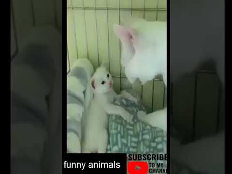 charming animals – amusing animal videos – amusing animals life – amusing animals club #cats #dogs #shorts