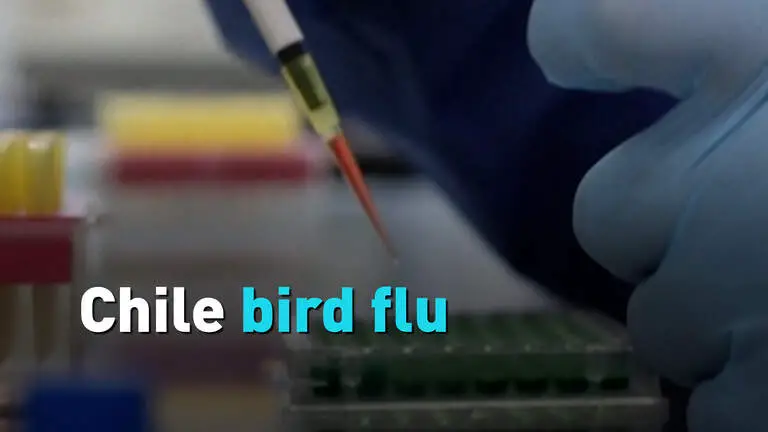 Chile’s health ministry identifies bird influenza in human