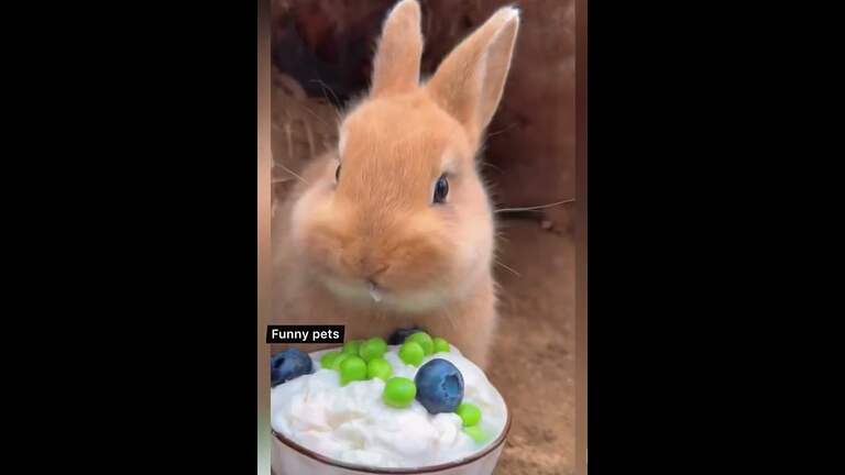 Cute bunnies 🐰 #shorts #cute  #rabbit