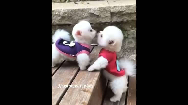 Cutest in Dogs in World 🐶❤ 2022 #shorts #cute #dogs #short #amusing