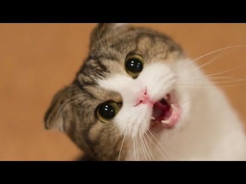 amusing cats videos